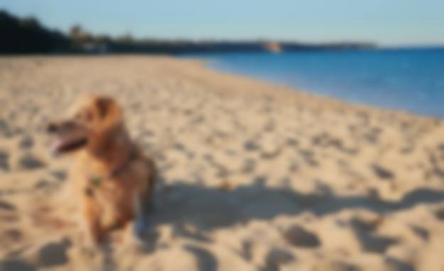 Golden retriever on Brighton beach