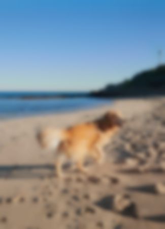 Golden retriever on Brighton beach